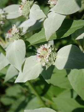 Image of Clustered Mountain-Mint