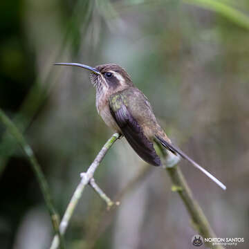 Phaethornis squalidus (Temminck 1822) resmi