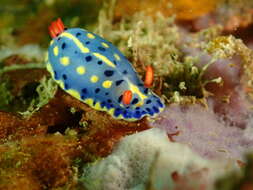 Image de Hypselodoris festiva (A. Adams 1861)