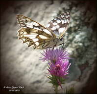 Image of Melanargia lucasi Rambur 1858