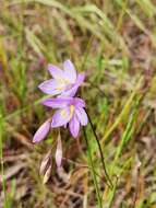 Image of Geissorhiza purpurascens Goldblatt