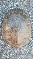 Image of Florida Cooter