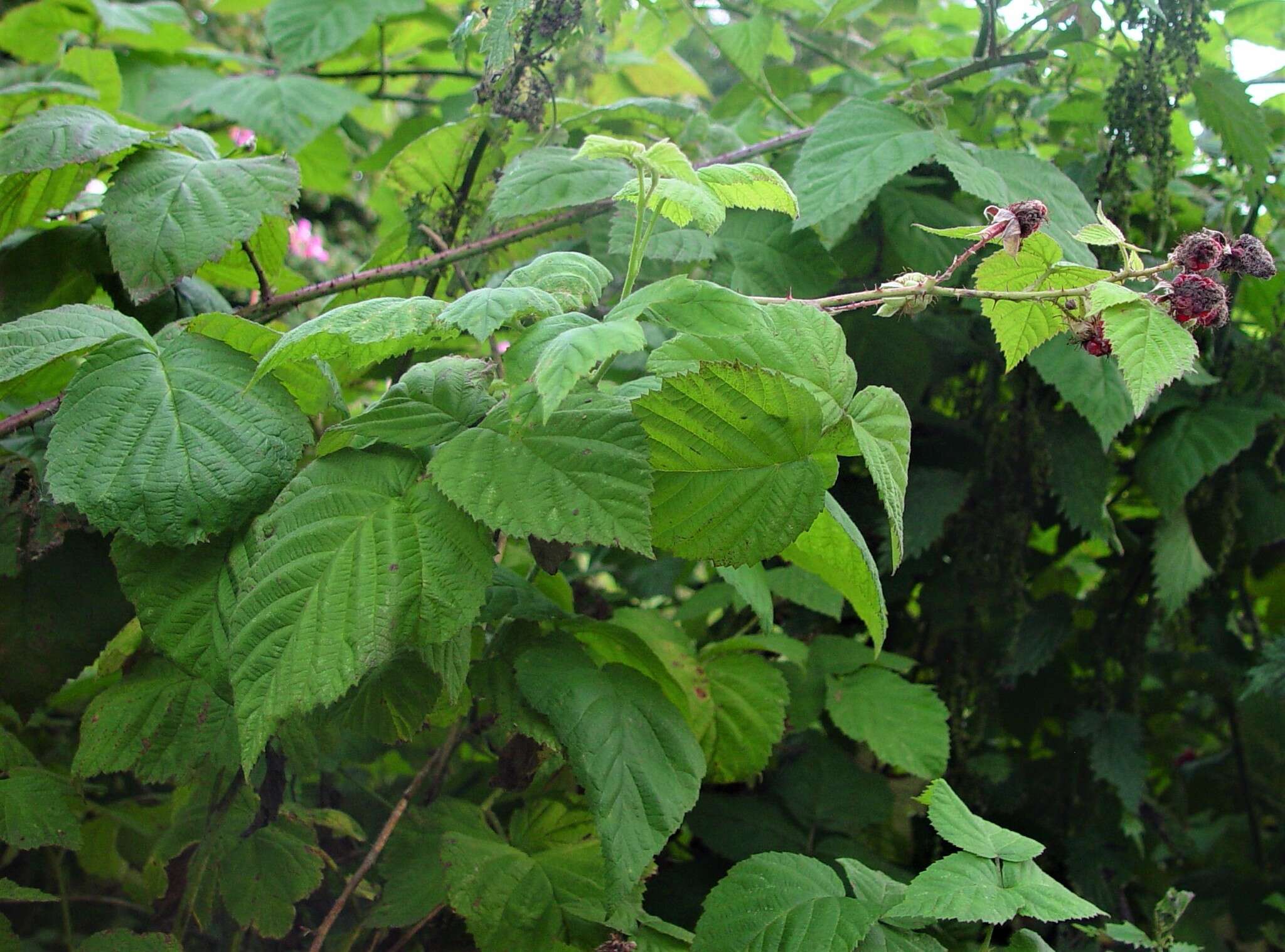 Слика од Rubus loganobaccus L. H. Bailey