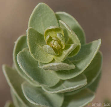 Image of Atriplex farinosa Forsk.