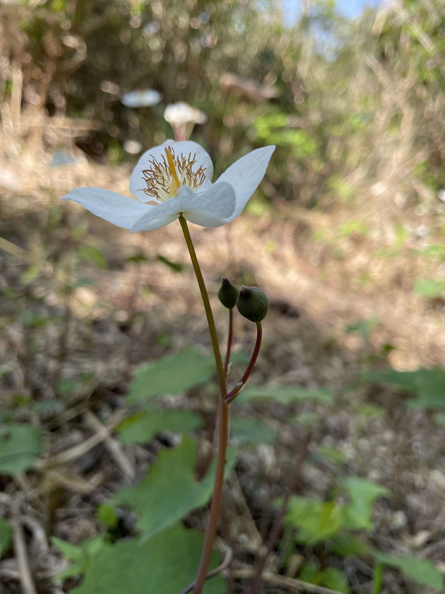 Image of Eomecon chionantha Hance