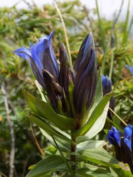 Image of crested gentian