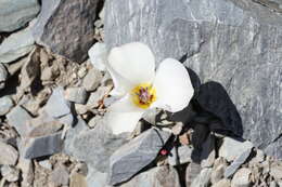 Image of Panamint Mountain mariposa lily