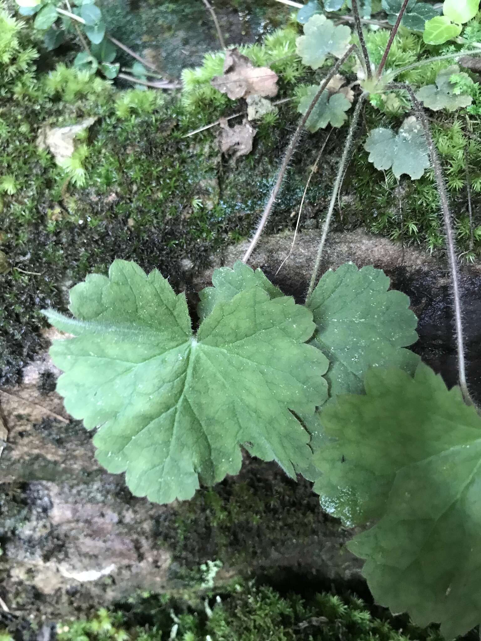 Image of littleleaf alumroot