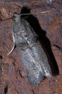 Image de Acrobasis caryae Grote 1881