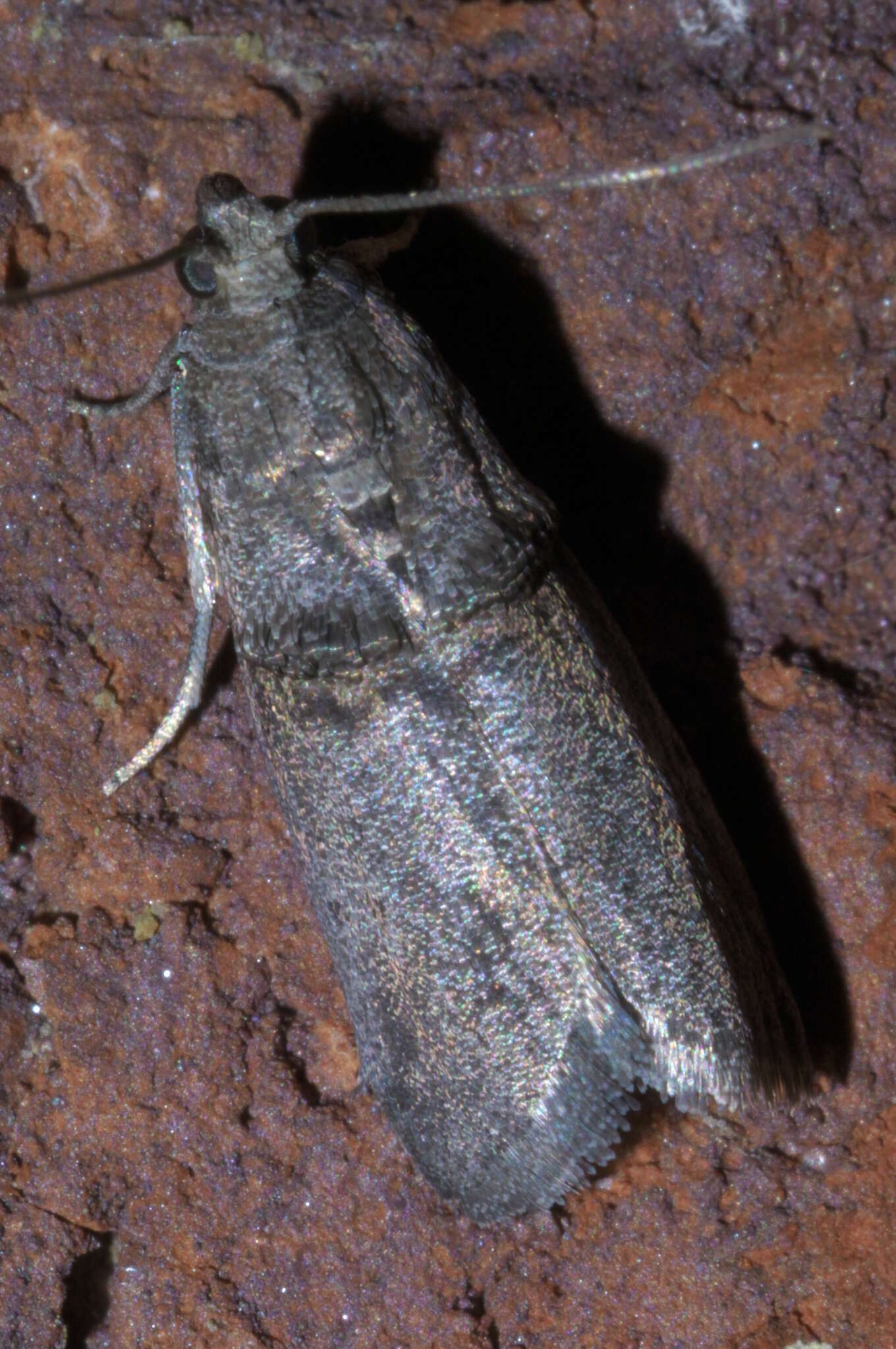 Image de Acrobasis caryae Grote 1881