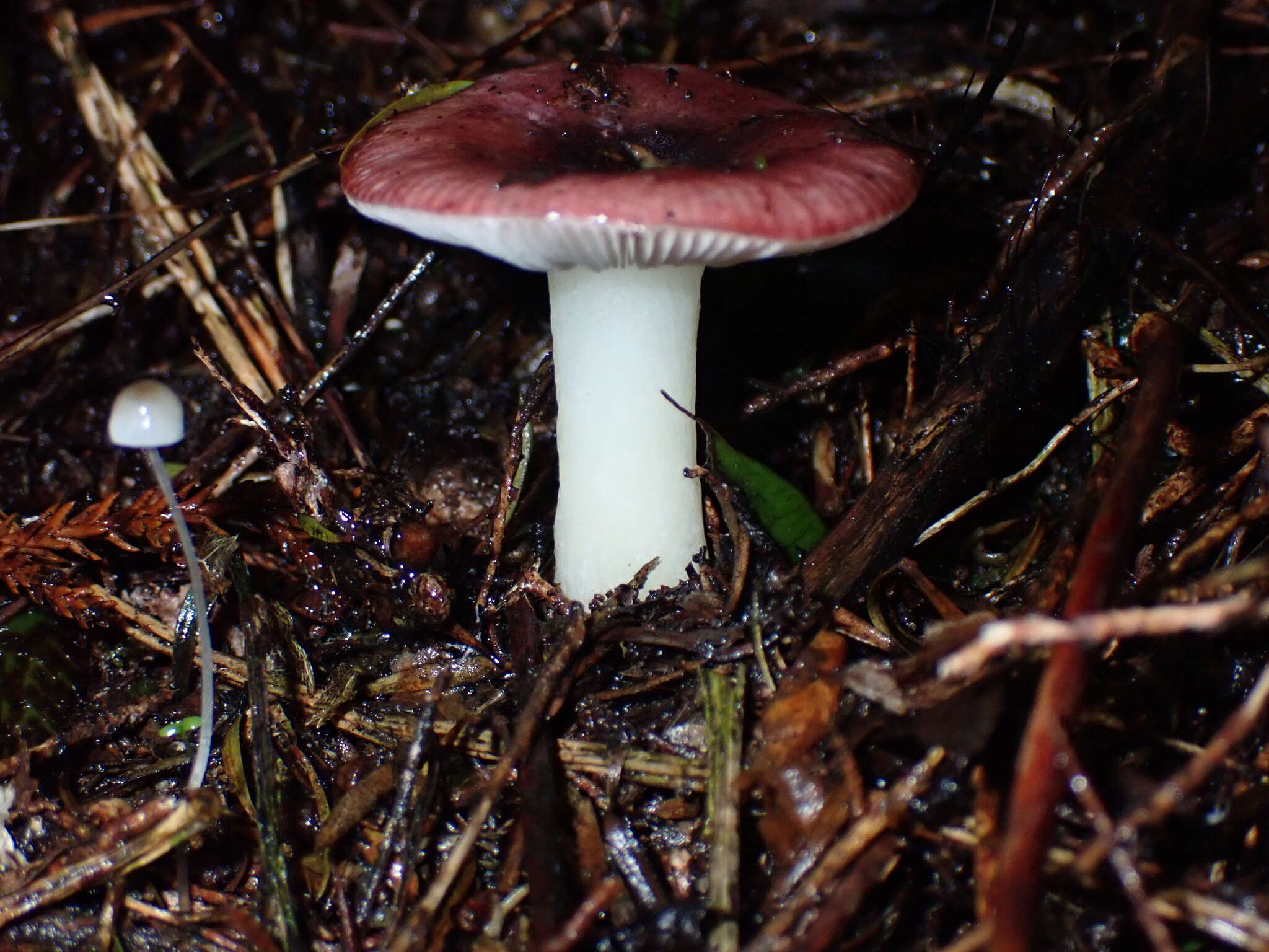 Image de Russula roseopileata McNabb 1973