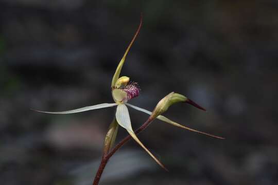 Image of Caladenia flindersica (D. L. Jones) R. J. Bates