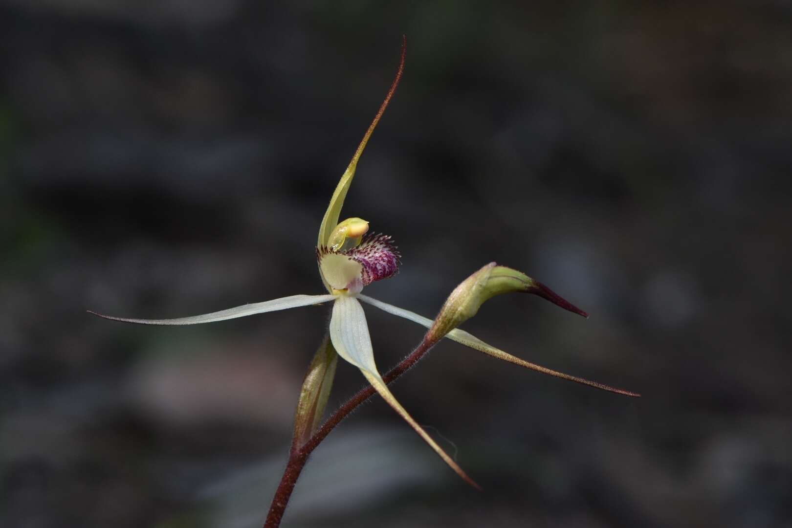 Caladenia flindersica (D. L. Jones) R. J. Bates的圖片