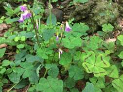 Image of Four-leaved Sorrel