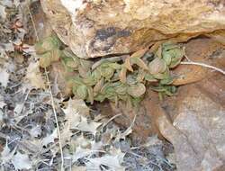 Image of Adromischus diabolicus H. R. Tölken