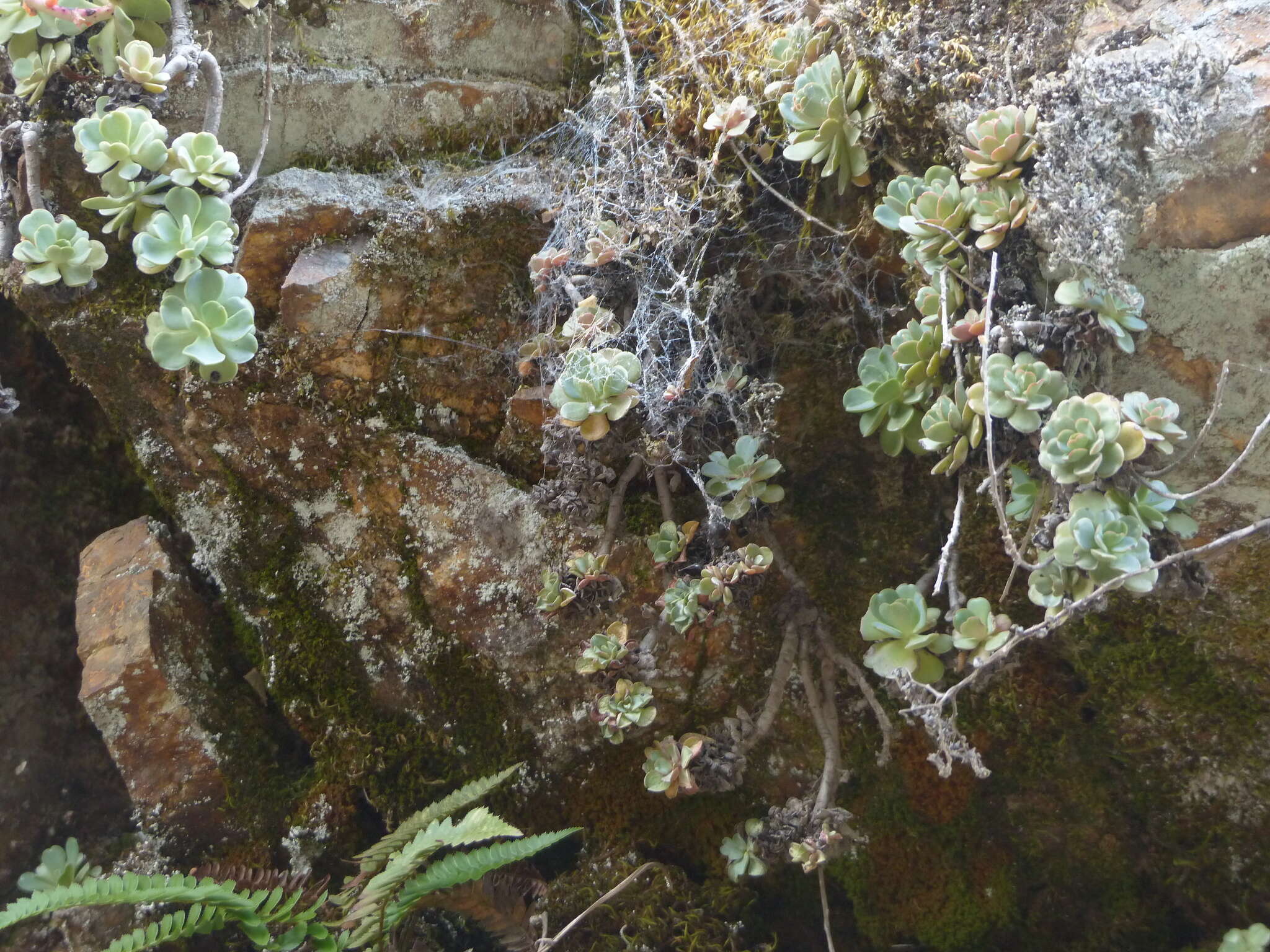 Image of Heckner's stonecrop