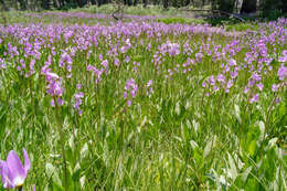 Plancia ëd Dodecatheon jeffreyanum subsp. jeffreyanum