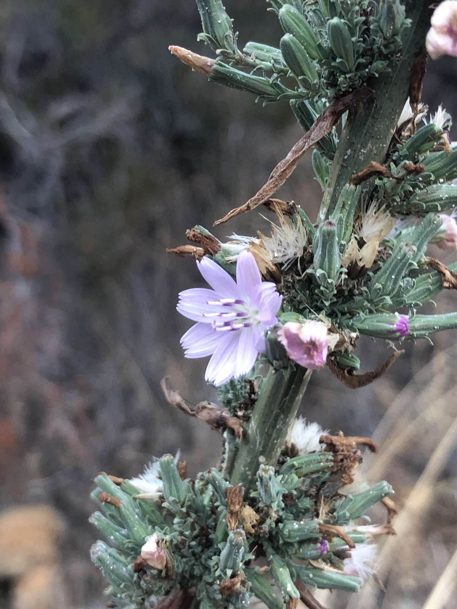 صورة Stephanomeria virgata subsp. virgata