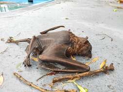 Image of Little Red Flying Fox