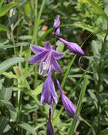 Image of Hosta sieboldii (Paxton) J. W. Ingram