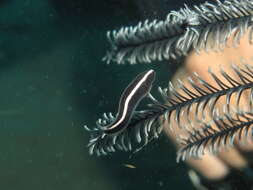 Image of Oneline clingfish