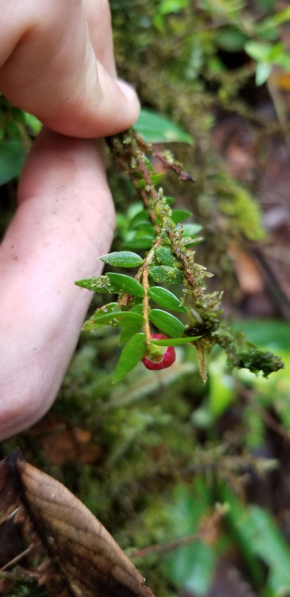 Plancia ëd Sphyrospermum campanulatum J. L. Luteyn