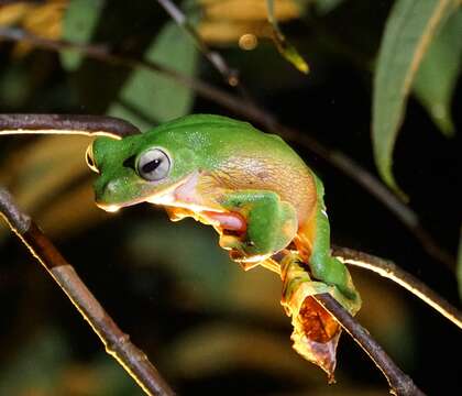 Imagem de Rhacophorus nigropalmatus Boulenger 1895