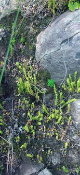 Image of Crassula lanceolata (Eckl. & Zeyh.) Endl. ex Walp.