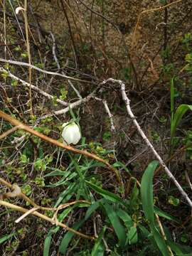 Image of Fritillaria verticillata Willd.