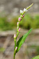 صورة Persicaria mitis (Schrank) Asenov