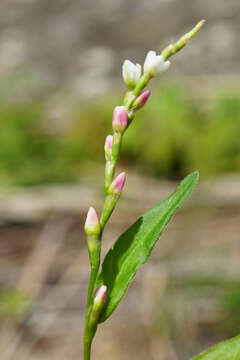 صورة Persicaria mitis (Schrank) Asenov