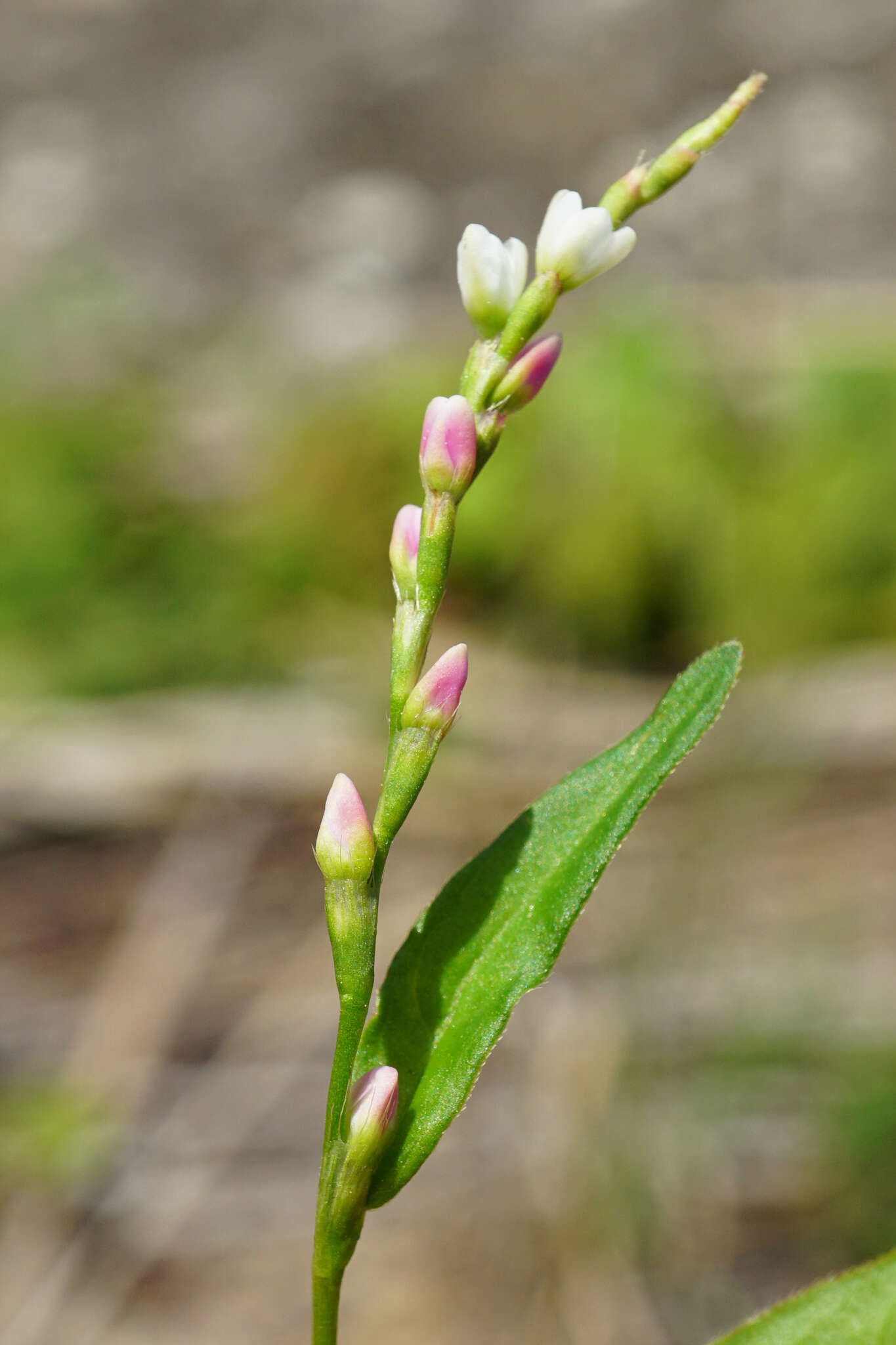 صورة Persicaria mitis (Schrank) Asenov