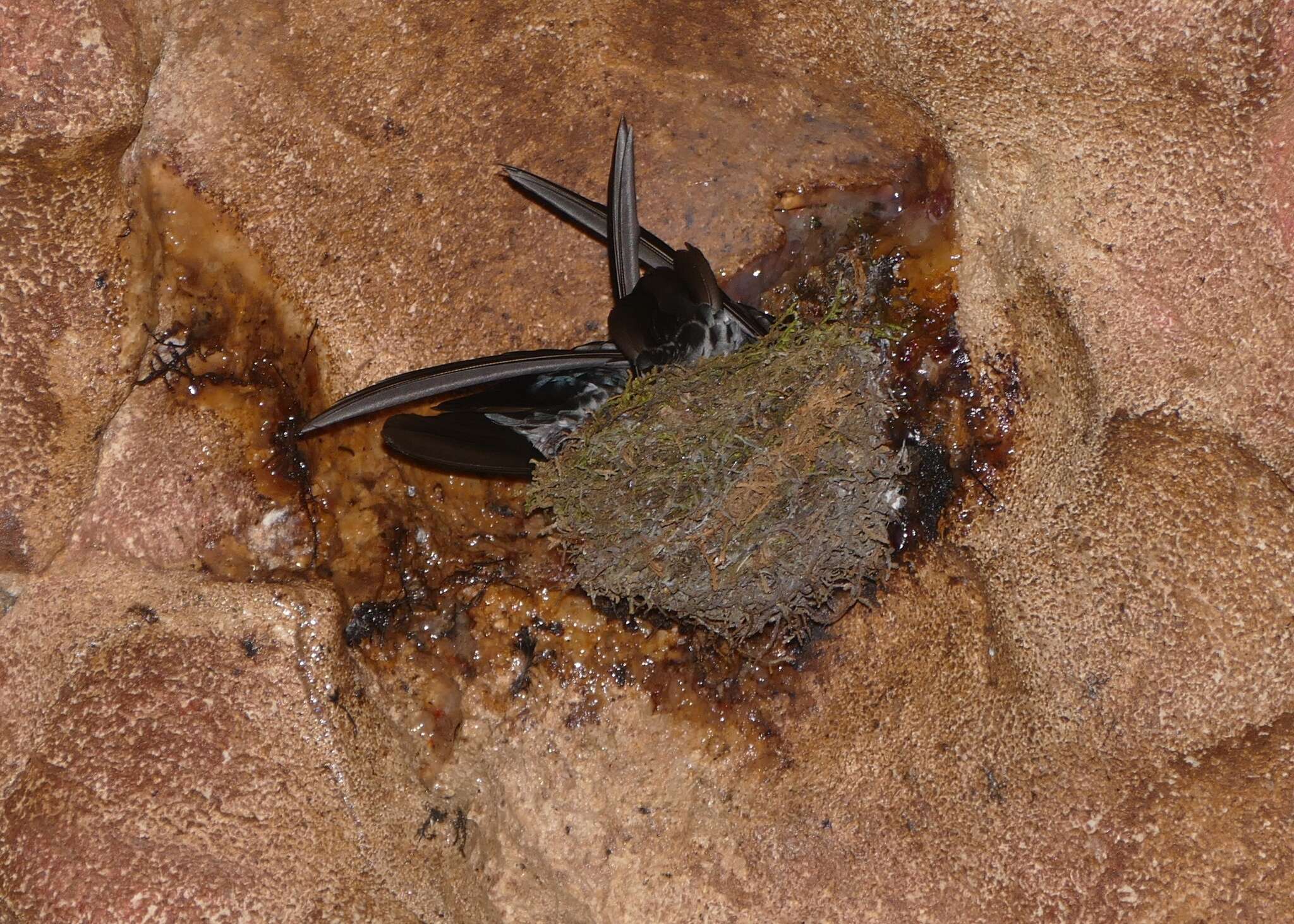 Image of Mossy-nest Swiftlet