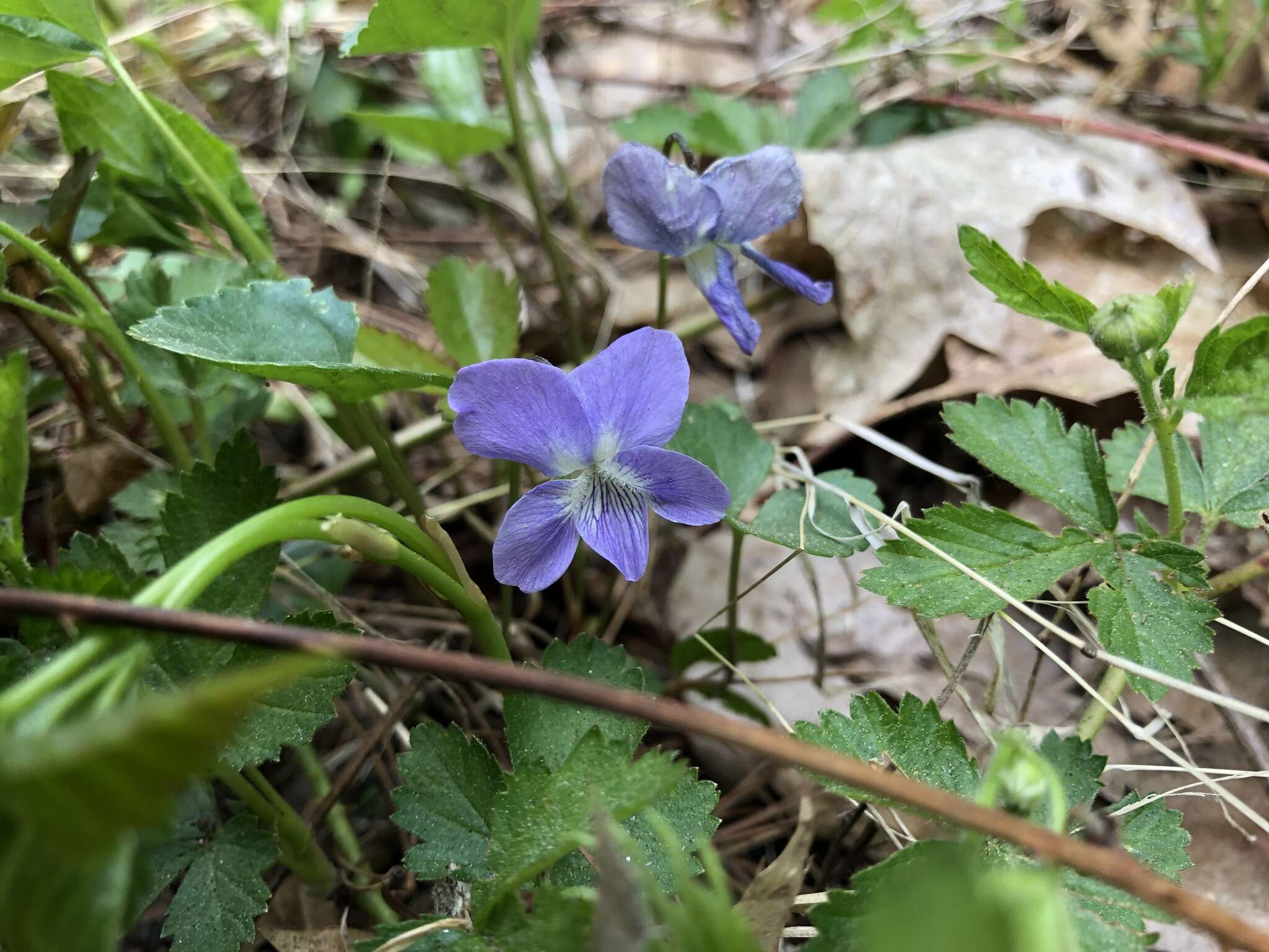 Image of common blue violet