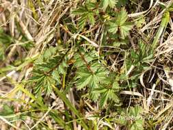 Image of Filipendula kiraishiensis Hayata