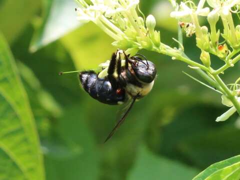 Image de Xylocopa dejeanii Lepeletier 1841