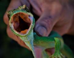 Image of Anolis smallwoodi palardis Schwartz 1964