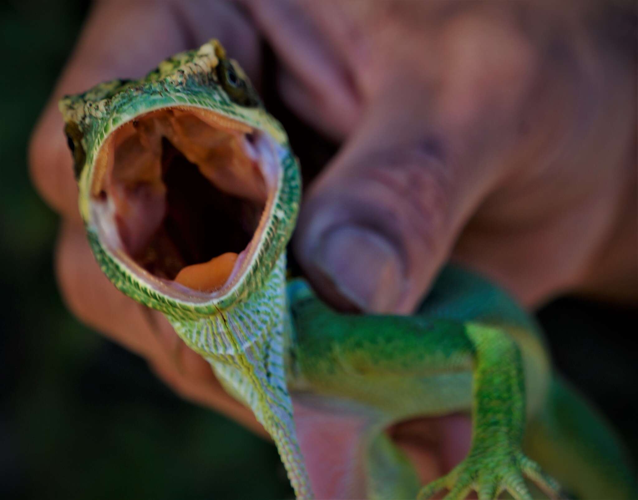 Image of Anolis smallwoodi palardis Schwartz 1964