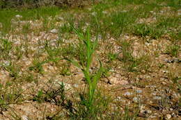 Image of Moraea knersvlaktensis Goldblatt