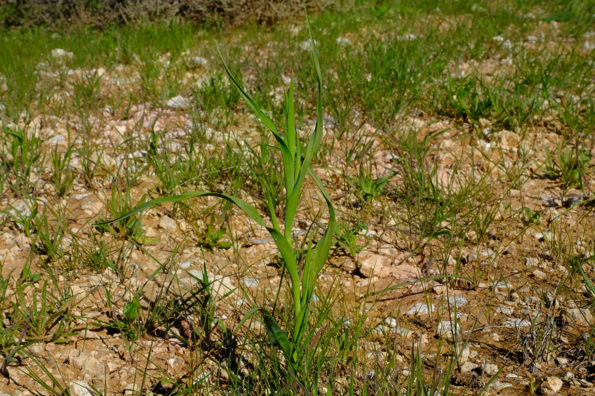 Image of Moraea knersvlaktensis Goldblatt