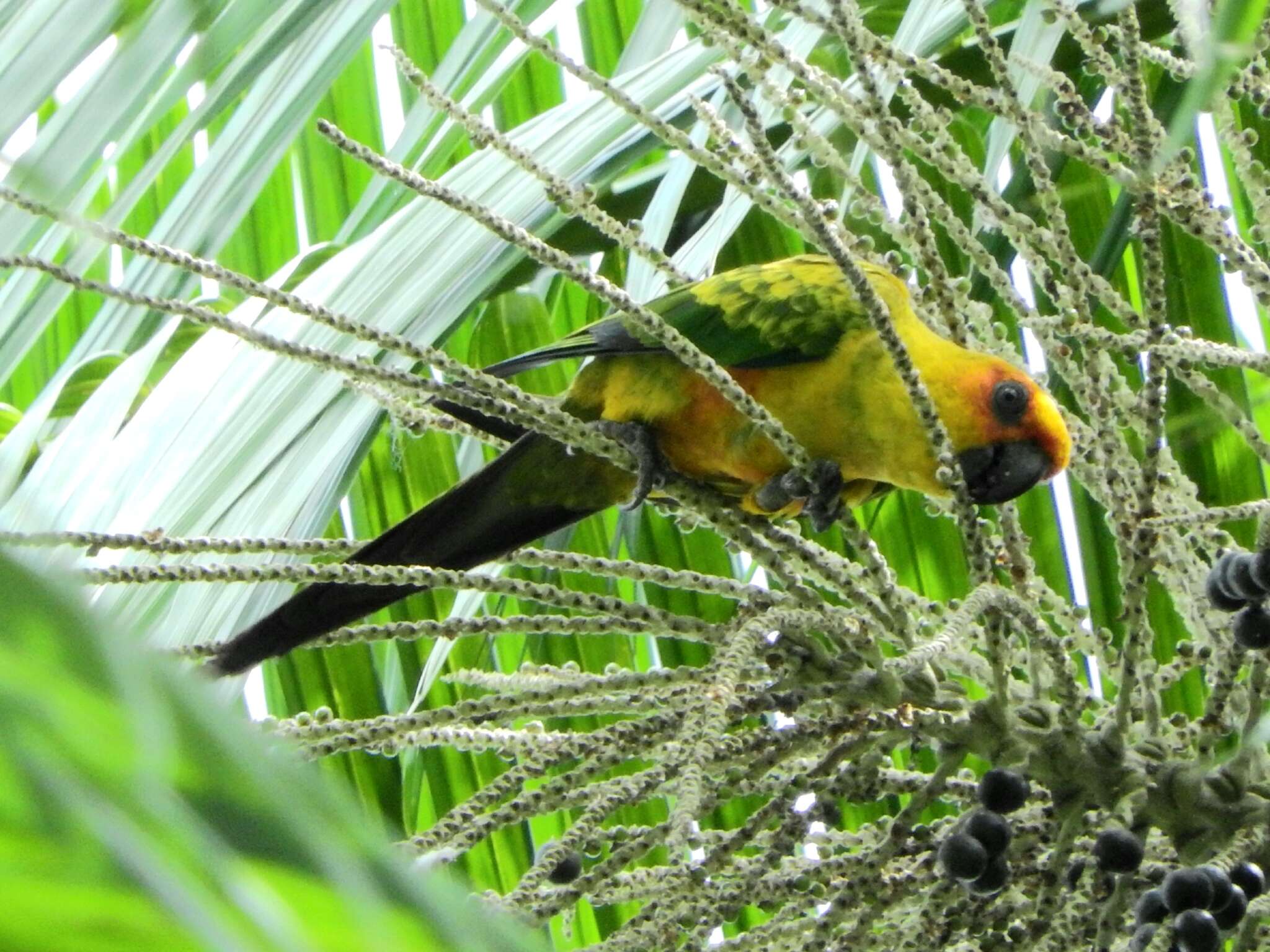 Image of Sulphur-breasted Parakeet