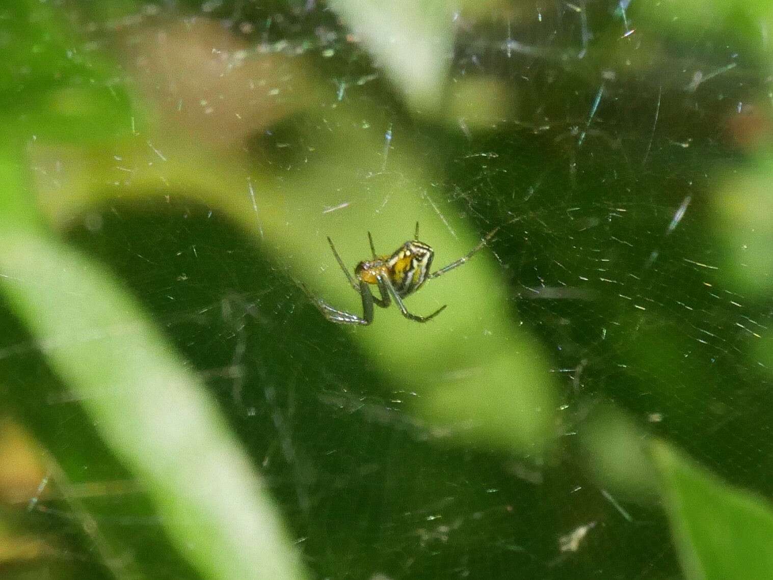 Image of Basilica Orbweaver