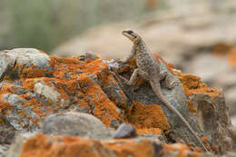 Image of Himalayan Agama