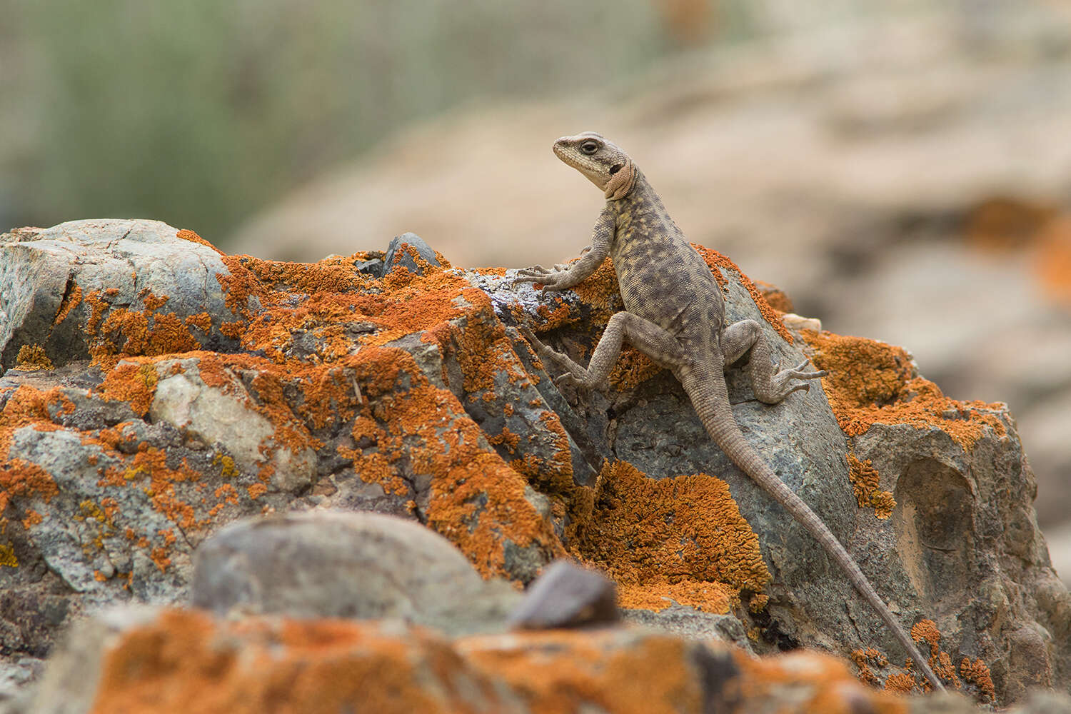 Image of Himalayan Agama