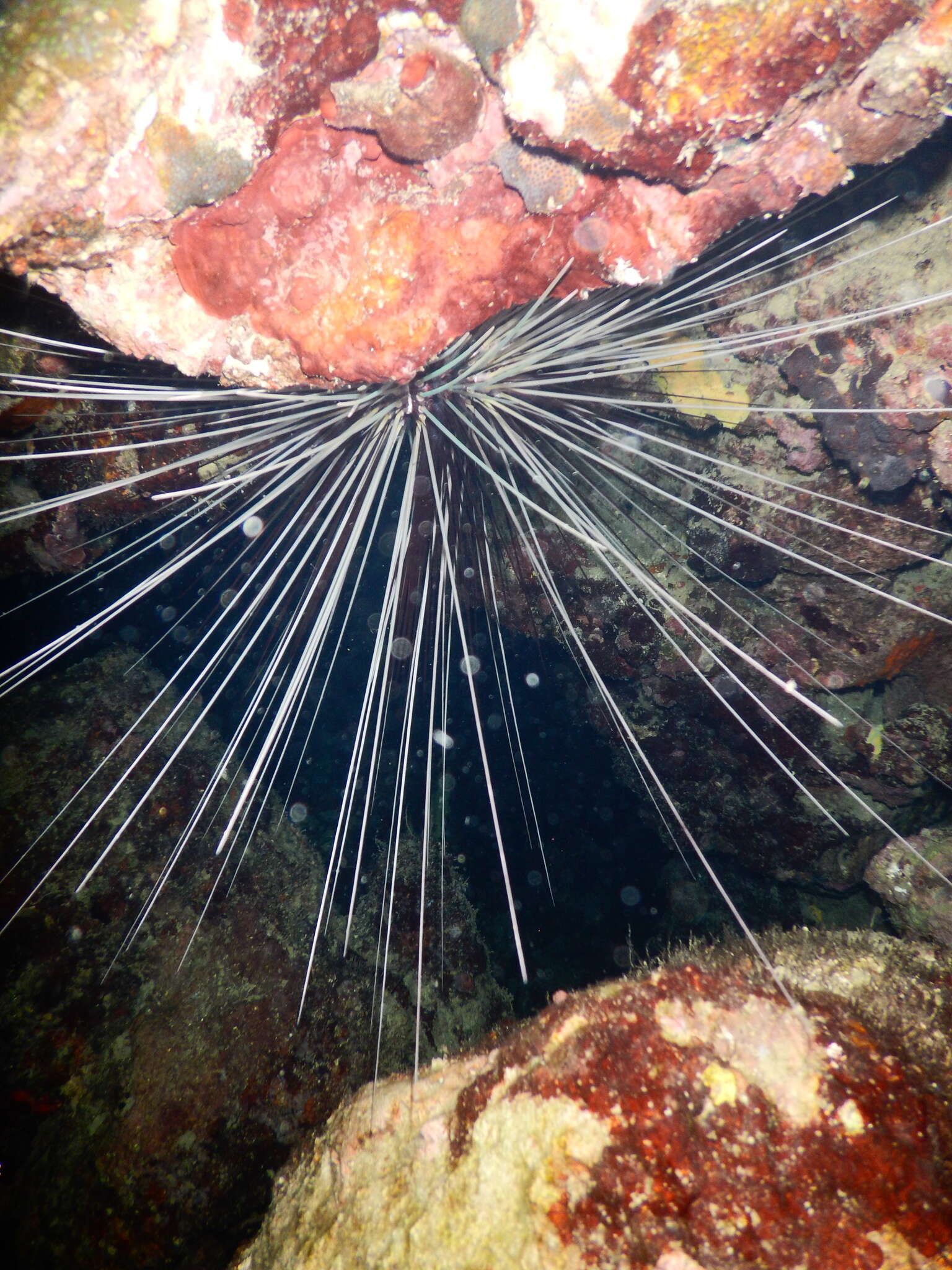 Image of spiny urchin