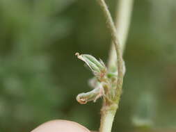 Imagem de Astragalus tribuloides Delile