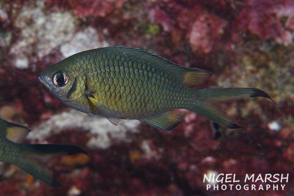 Image de Chromis weberi Fowler & Bean 1928