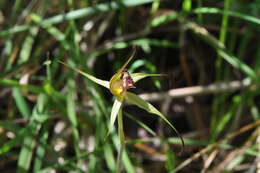 Caladenia valida (Nicholls) M. A. Clem. & D. L. Jones的圖片