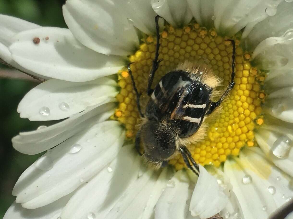 Image of Flower chafer