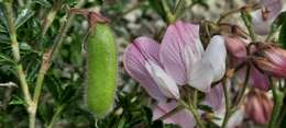 Plancia ëd Ononis fruticosa L.